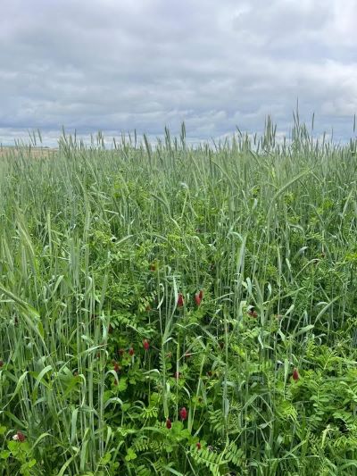 cover crops